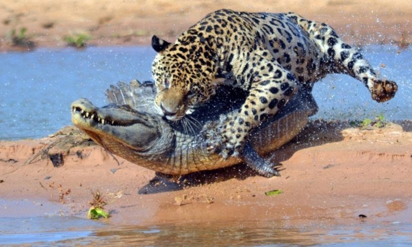 Jaguar Killed Crocodile In  Water | Wild Effects | Wild Animals