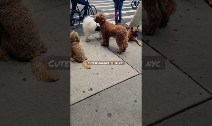 6 cutest puppies in new york city ✨️ 😍 💕  #puppy #puppies #nyu #nyc #poodle #germanshepherd #shorts