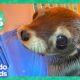 60 Minutes Of Animals And The People Who Love Them | Dodo Kids | Animal Videos For Kids