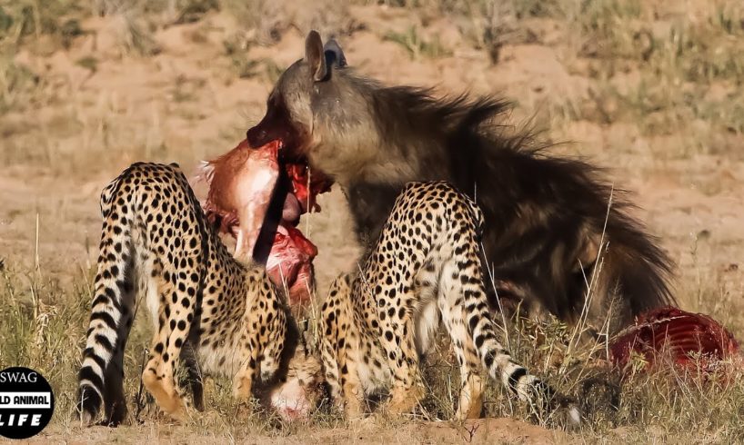 7 Amazing Moments Leopards And Hyenas Fight For Prey | Wild Animal Life