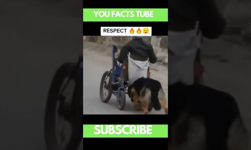 A dog rescued a disabled person #shorts #dog #rescue #viralshorts