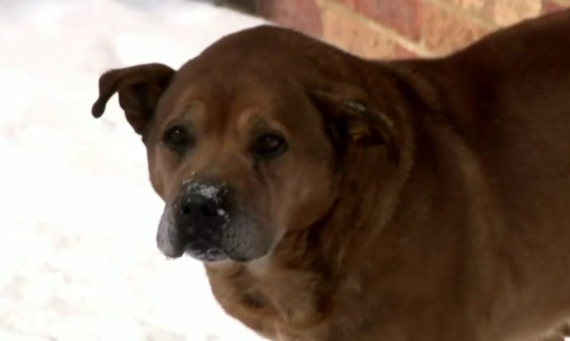 Abandoned animals rescued from extreme cold