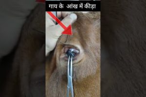 Animal Rescue 😭👺इस गाय के आंख में कीडा किसने निकाला #humanity #motivational #viralvideo