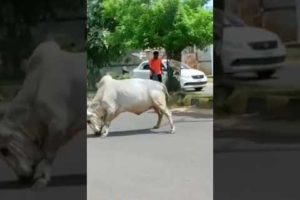 Animal fighting caught on camera #shortvideo