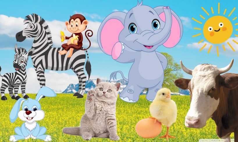 Animals play with people, interesting animal sounds, cows, cats, monkeys, horses, elephants