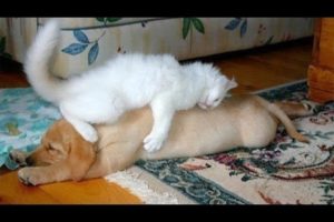 Animals waking up each other – Funny animal compilation