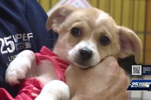 Boca Raton animal rescue bringing in more than 100 dogs from storm that ravaged Puerto Rico