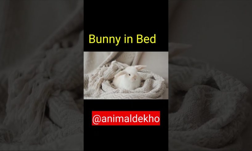 Bunny Playing in Bed| Chhota Rabbit khelte hue| @Animal Dekho #Shorts