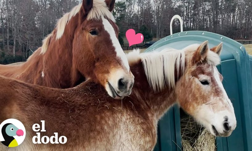 Caballo gigante rescatado encuentra a la novia perfecta | El Dodo