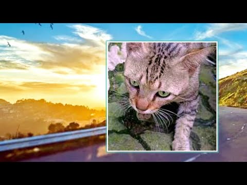 Cat Videos ~ This Morning Playing With A Cat Named Jefri 😺 ~ Animals Uq Channel