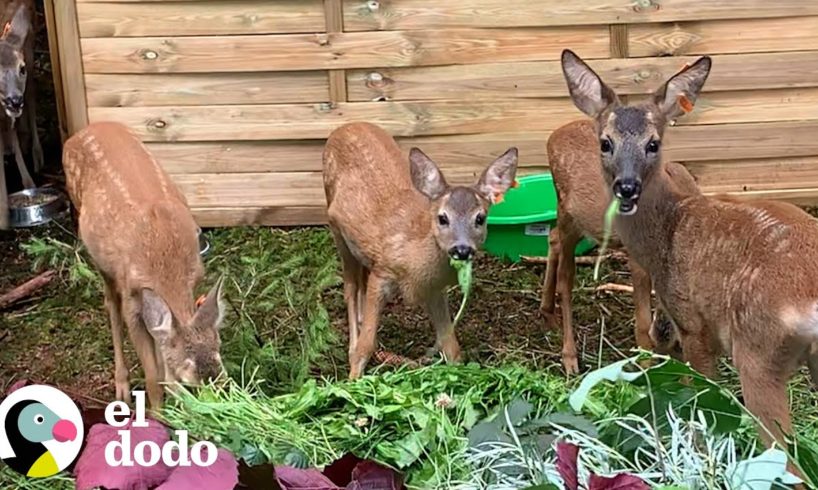 Cervatillos rescatados son los mejores amigos | Pequeño y Valiente | El Dodo