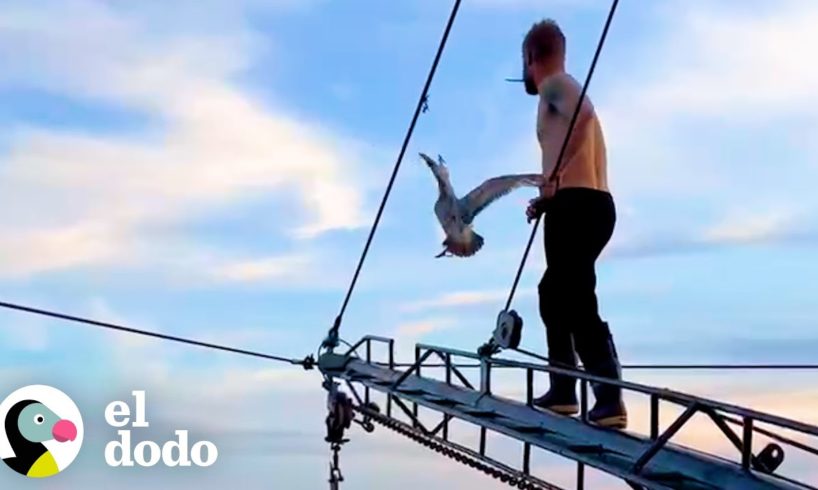 Chico en el mar salva a una gaviota | El Dodo