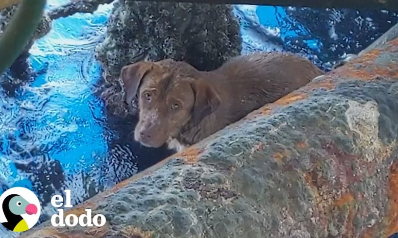 Chico salva a un perro a 135 millas de la costa | El Dodo