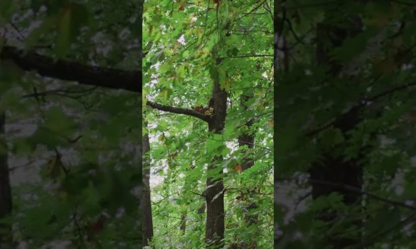 Close up View of Tall Trees on the Forest