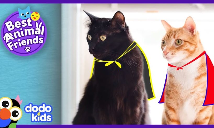 Cole And Marmalade Are Secret Supercats | Animal Videos For Kids | Dodo Kids