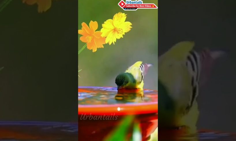 Colorful Bird | Beautiful Bird  Bird Playing with Water #shorts