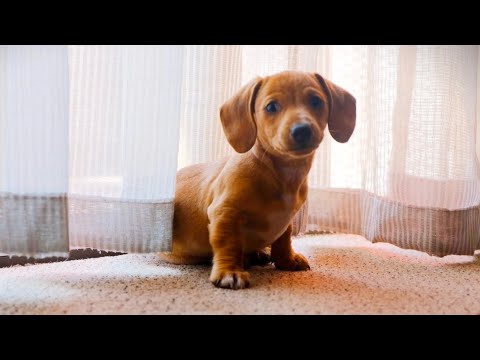 Cute Puppies❤️#Shorts#Cute puppy videos/dog videos/funny animals life