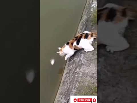 Cute and Funny cat Baby | Funny cat playing | Cute animal Fun...