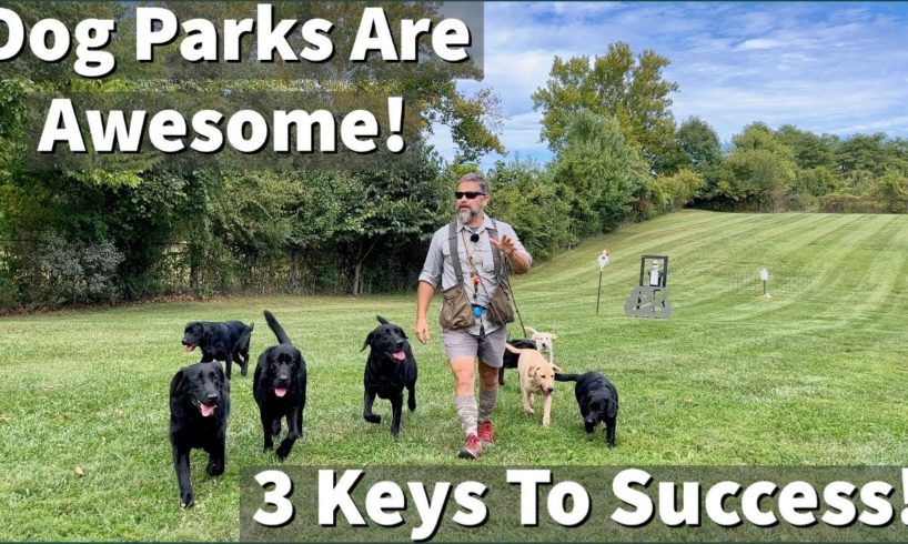 Dog Parks Are Awesome! | How to Guarantee Positive Dog Training & Socialization Opportunities