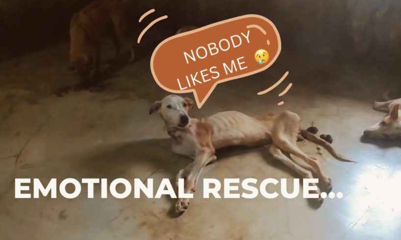 Dog Rescue Emotional | Dogs ke Halat Dekh kar Emotional ho Gaya