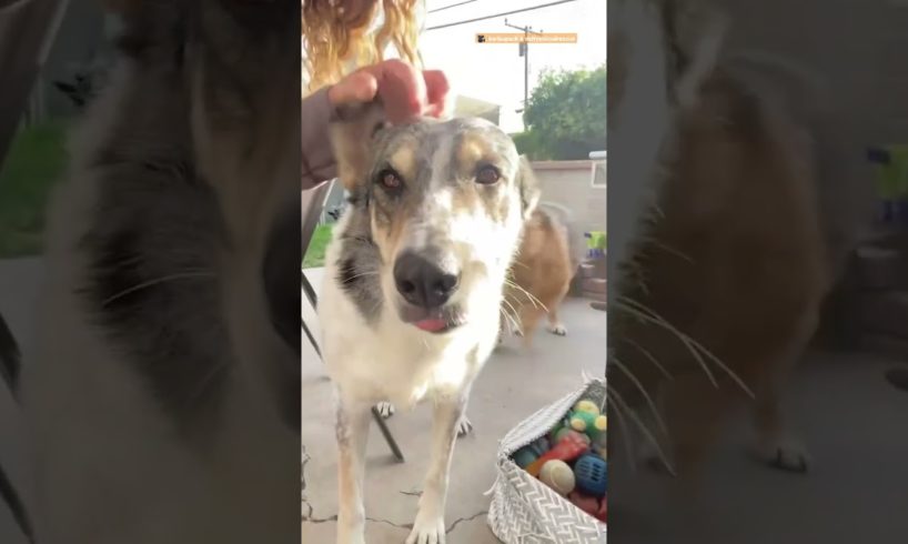 Dog Who Was Too Scared To Even Walk Loves To Play With Toys Now | The Dodo