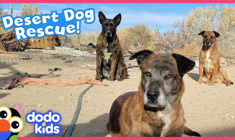 Dogs Stuck In Hot Desert Need Our Help! | Dodo Kids | Rescued!