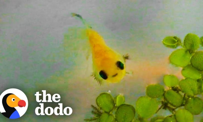 Dying Betta Fish Smiles at his Rescuer | The Dodo Little But Fierce