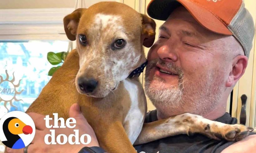 Emaciated Dog Becomes A Brand New Dog In His Forever Home | The Dodo Faith = Restored