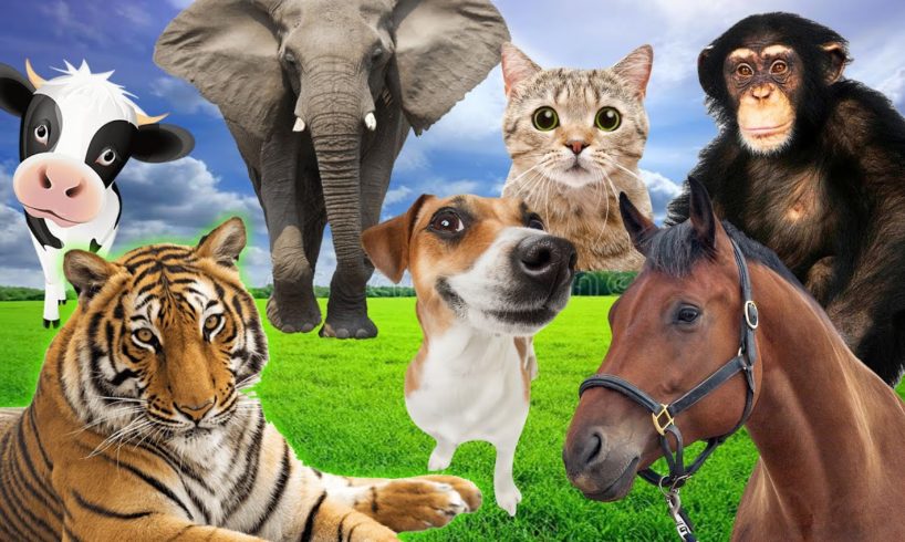 Familiar animals sound: horse, elephant, tiger, cow, duck, chicken, cat, dog - Part 2