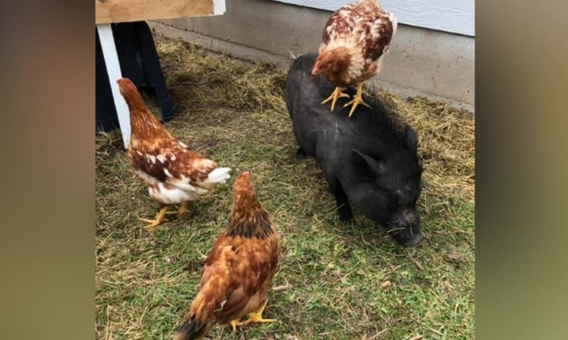 Fort Bend County family creates sanctuary for rescued animals with a large dose of love and humor