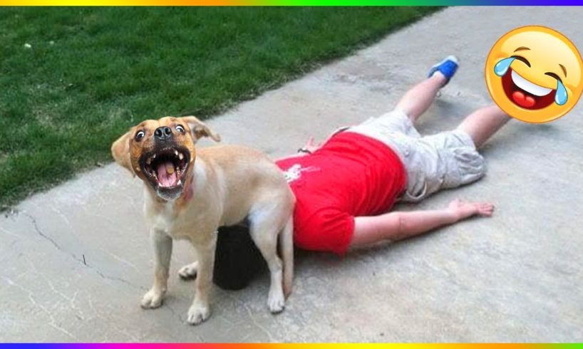 Funny Dog And Cat 😍🐶😻 Funniest Animals #116