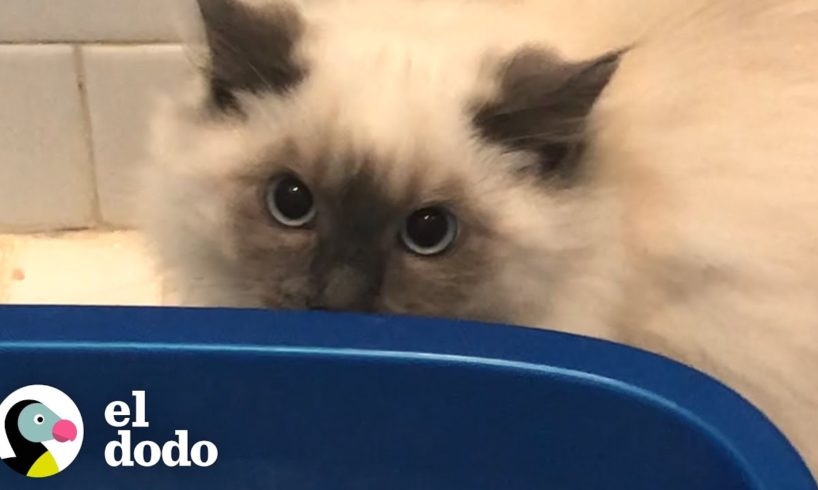 Gato siseante se anima con su mamá adoptiva | El Dodo