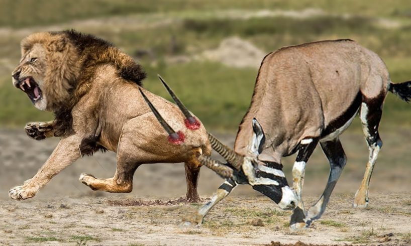 Gemsbok Knock Down Herd Lion With Their Horns To Rescue His Teammate - Lion vs Hippo, Gemsbok, Kudu