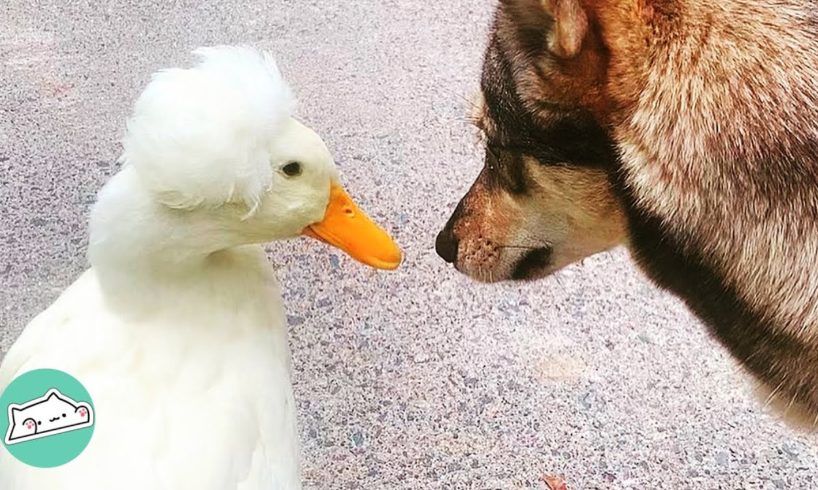 Girl Rescues Duck and She Becomes Her Favourite Pet | Cuddle Ducks