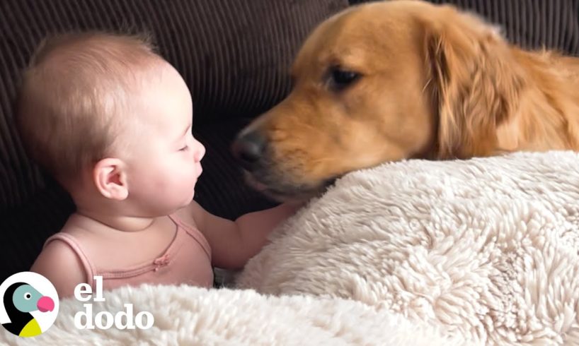 Golden retriever hace todo lo que puede para estar al lado de su hermanita | El Dodo