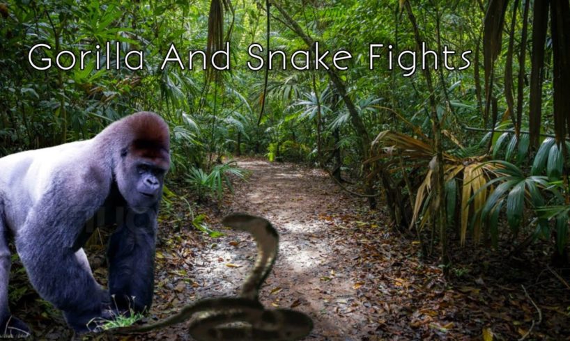 Gorilla And Snake Fight | Wild Animal Fights | Worlds Forest Animals