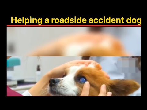 Helping a roadside accident dog | कुत्ते का ऑपरेशन किया #shorts #fkhindifacts