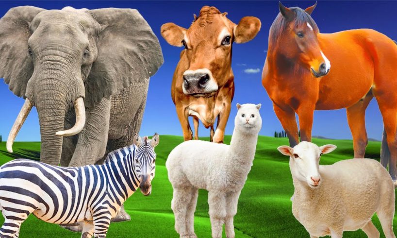 Herbivores - elephant, cow, horse, goat, giraffe - Animal sounds - Part 16