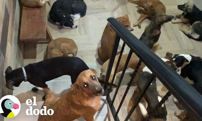 Hombre refugia a 300 perros en su casa durante un huracán I El Dodo