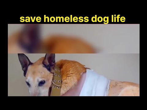 Homeless dog rescue | dog rescue video | animals short | #shorts #fkhindifacts