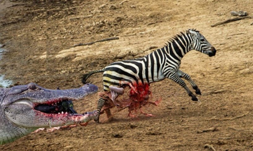 Incredible Moments Of Zebra Escape From Crocodiles - Wildebeest Escapes Lion || Animals Fights