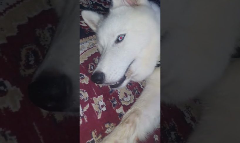 Innocent Husky | Cutest Puppy | #viral #youtubeshorts #shortvideo #short #youtube #ytshorts #love