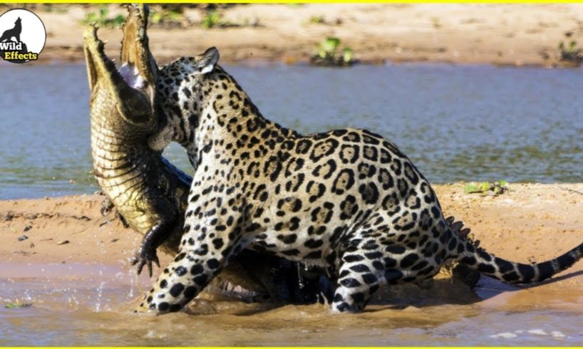 Jaguar Killed Crocodile In  Water | Wild Effects | Wild Animals