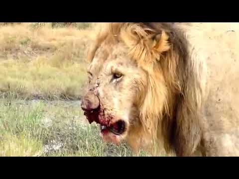 Lion fighting Lion video || Best animal fights video