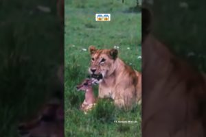 Lioness playing with impala baby. 😱 #shorts #animals #wildlife