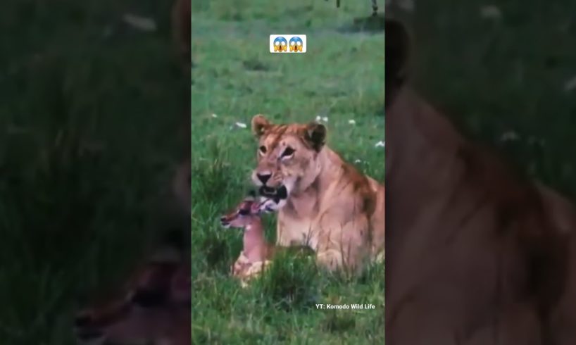 Lioness playing with impala baby. 😱 #shorts #animals #wildlife