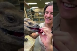 Mini Dinosaur Tries Dragonfruit 🦖 #shorts #animals #reptile #dinosaur #lizard #cuteanimals #zoo