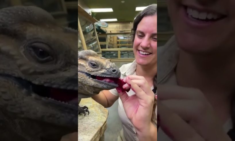 Mini Dinosaur Tries Dragonfruit 🦖 #shorts #animals #reptile #dinosaur #lizard #cuteanimals #zoo