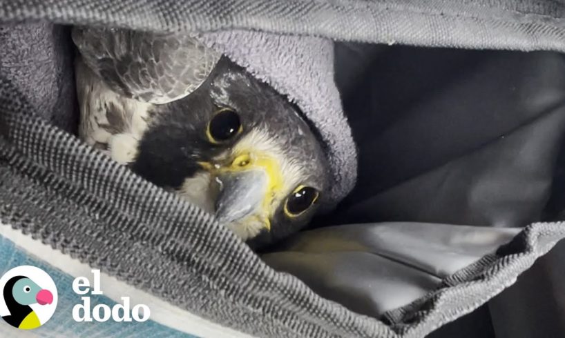 Mujer escala un acantilado en la playa para salvar a un halcón herido | El Dodo