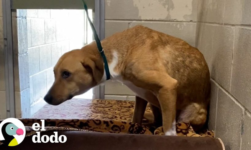 Perro de refugio "agresivo" finalmente se siente seguro | El Dodo